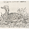 Cane et canard (détail) © KBR - URL