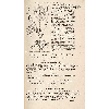 Phalangium Allobrogicum © KBR - URL