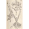 Phalangium Allobrogicum (détail) © KBR - URL