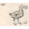 Gallinaceus Gallus (détail) © KBR - URL