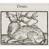 Cervus (détail) © KBR - URL