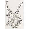 Cervus (détail) © KBR - URL