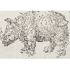 Rhinoceros (détail) © KBR - URL