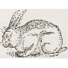 Cuniculus (détail) © KBR - URL