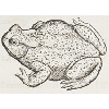 Bufo (détail) © KBR - URL