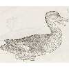 Canard-gobe-mouche (détail) © KBR - URL