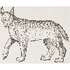 Lynx (détail) © KBR - URL