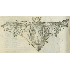 Chauve-souris (détail) © KBR - URL