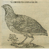 Coturnix mas (détail) © KBR - URL