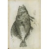 Poule de mer © KBR - URL